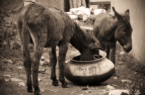 Donkeys stealing food. Chitkul, Himalayas.