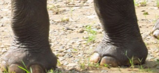 Healthy elephant feet. This is what his feet Should look like. Imagine his pain...
